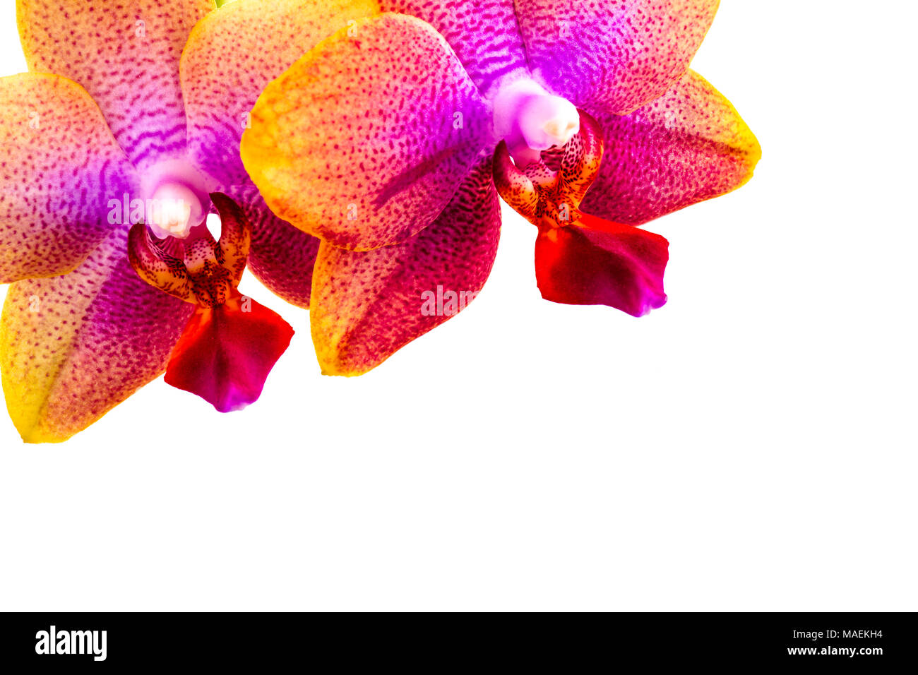 Close up of pink and violet Phalaenopsis Orchid blossoms isolated on white background, copy space on bottom Stock Photo