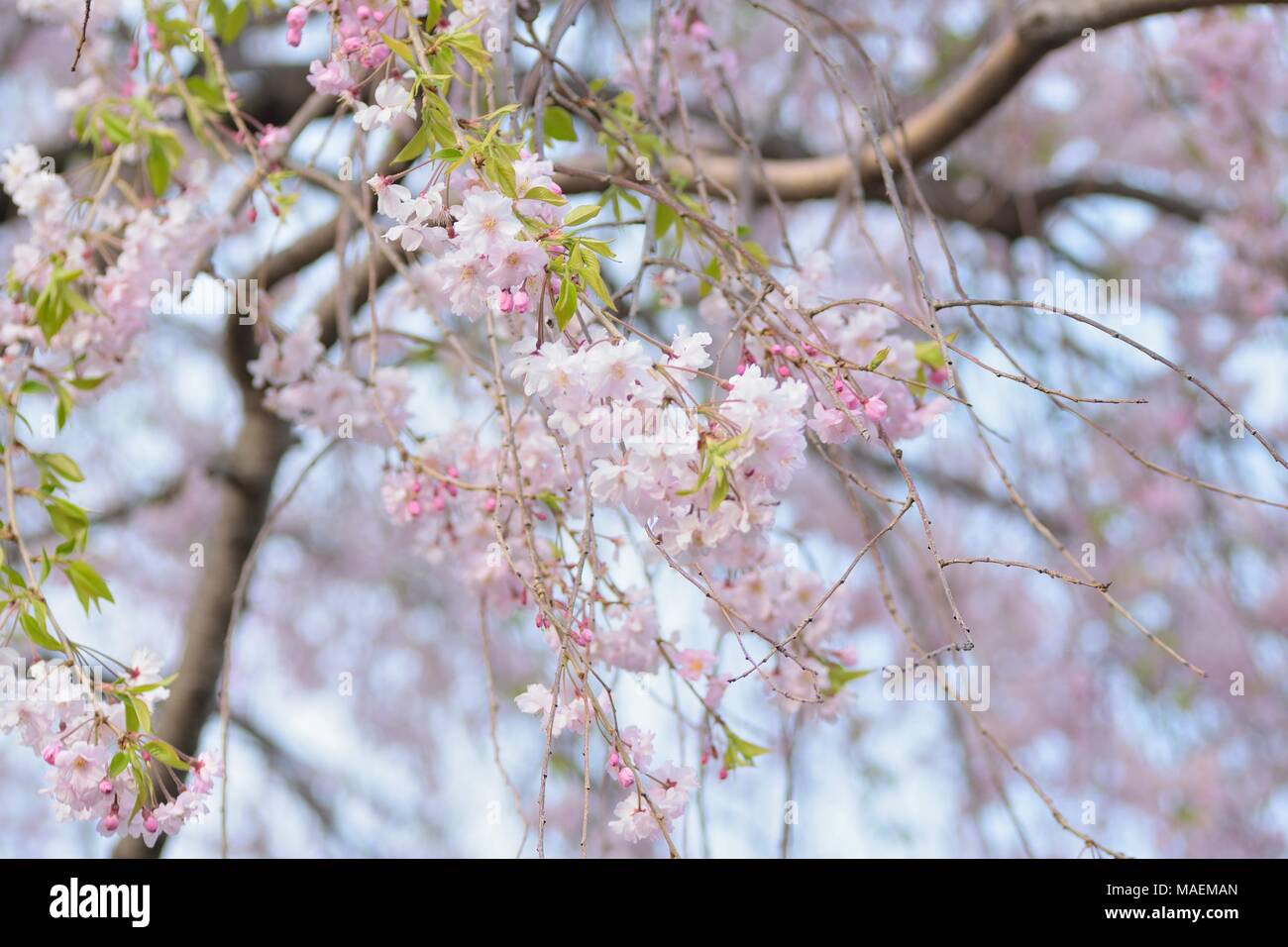 Macro texture of Japanese Pink Weeping Cherry Blossoms Stock Photo - Alamy