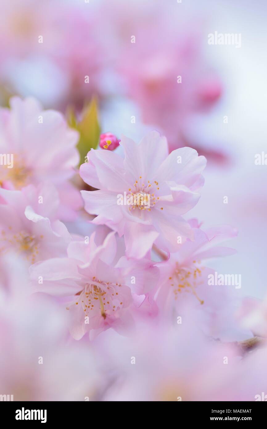 Macro texture of Japanese Pink Weeping Cherry Blossoms Stock Photo - Alamy