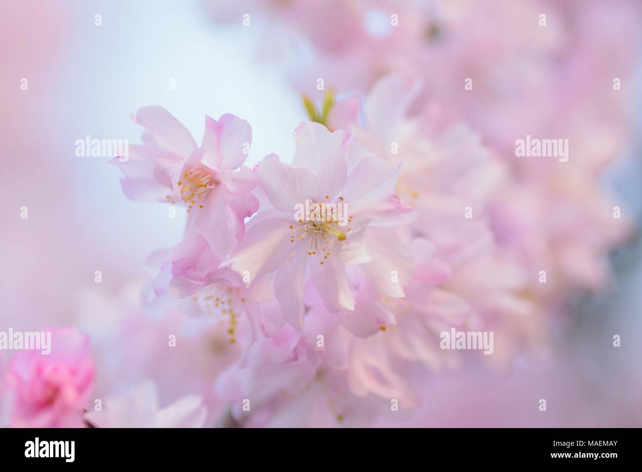 Macro texture of Japanese Pink Weeping Cherry Blossoms Stock Photo - Alamy