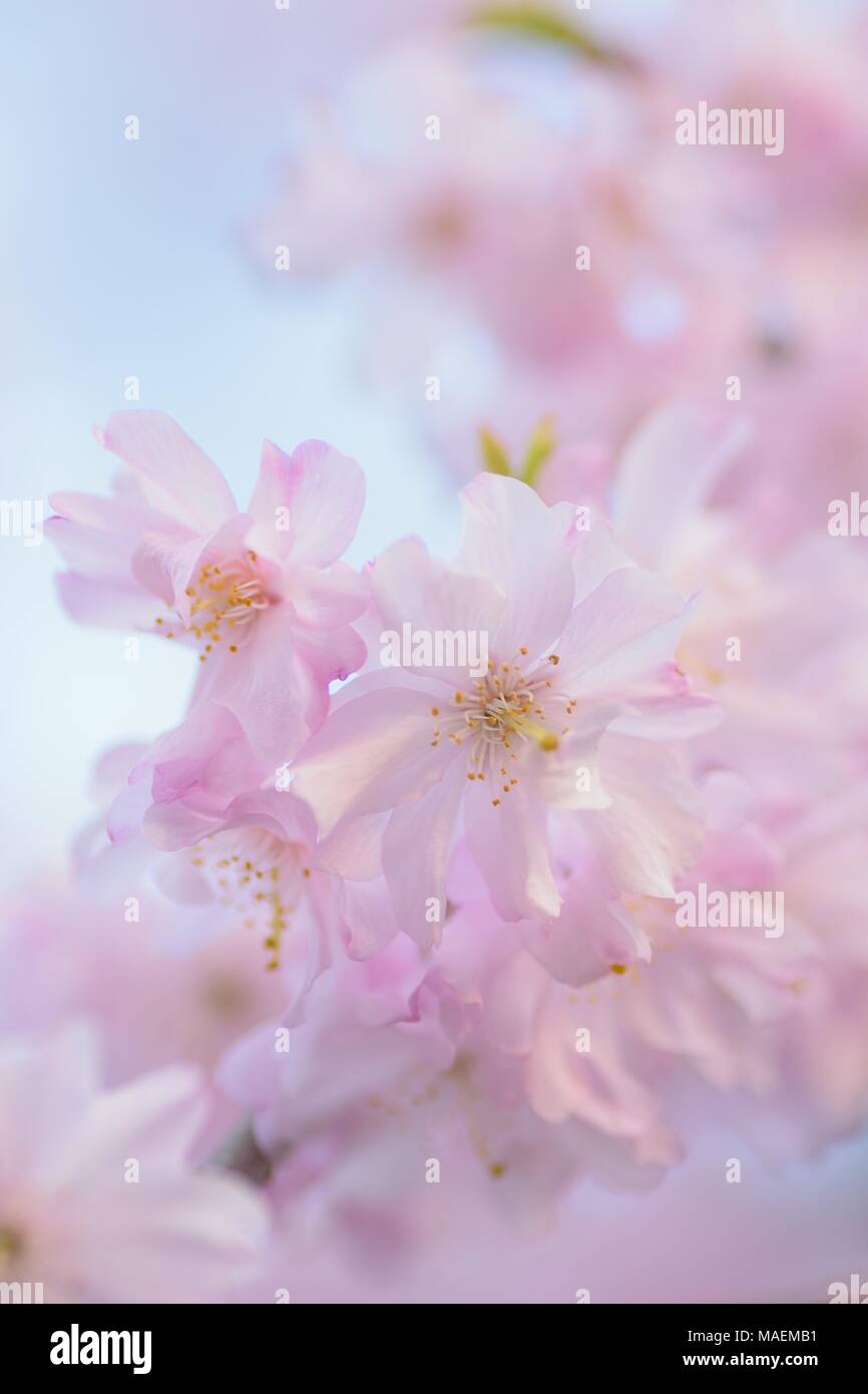 Macro texture of Japanese Pink Weeping Cherry Blossoms Stock Photo - Alamy