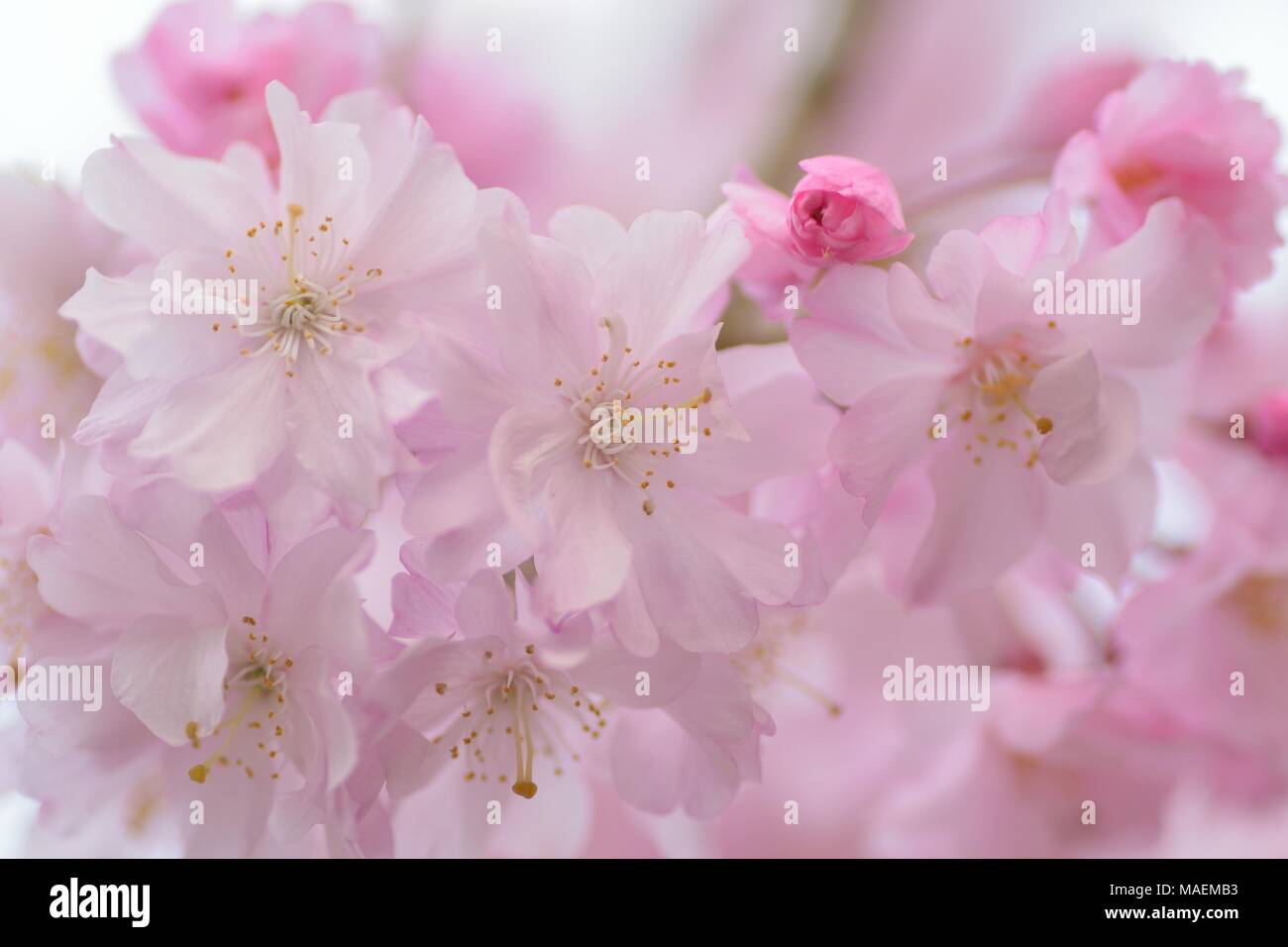 Macro texture of Japanese Pink Weeping Cherry Blossoms Stock Photo - Alamy