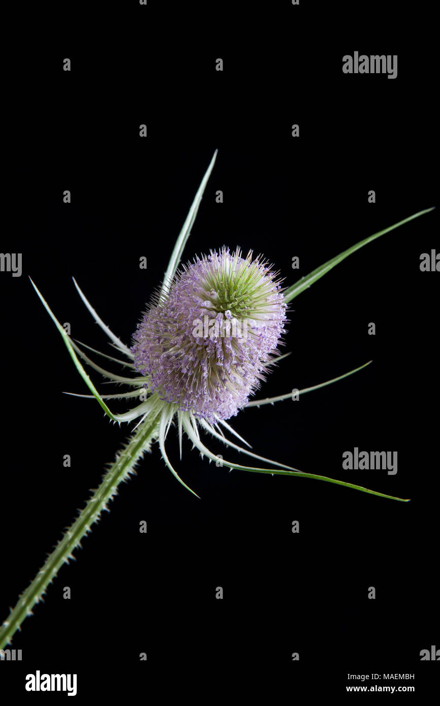 A flowering wild teasel, Dipsacus fullonum, Dorset England UK GB photographed on a black background in a studio Stock Photo