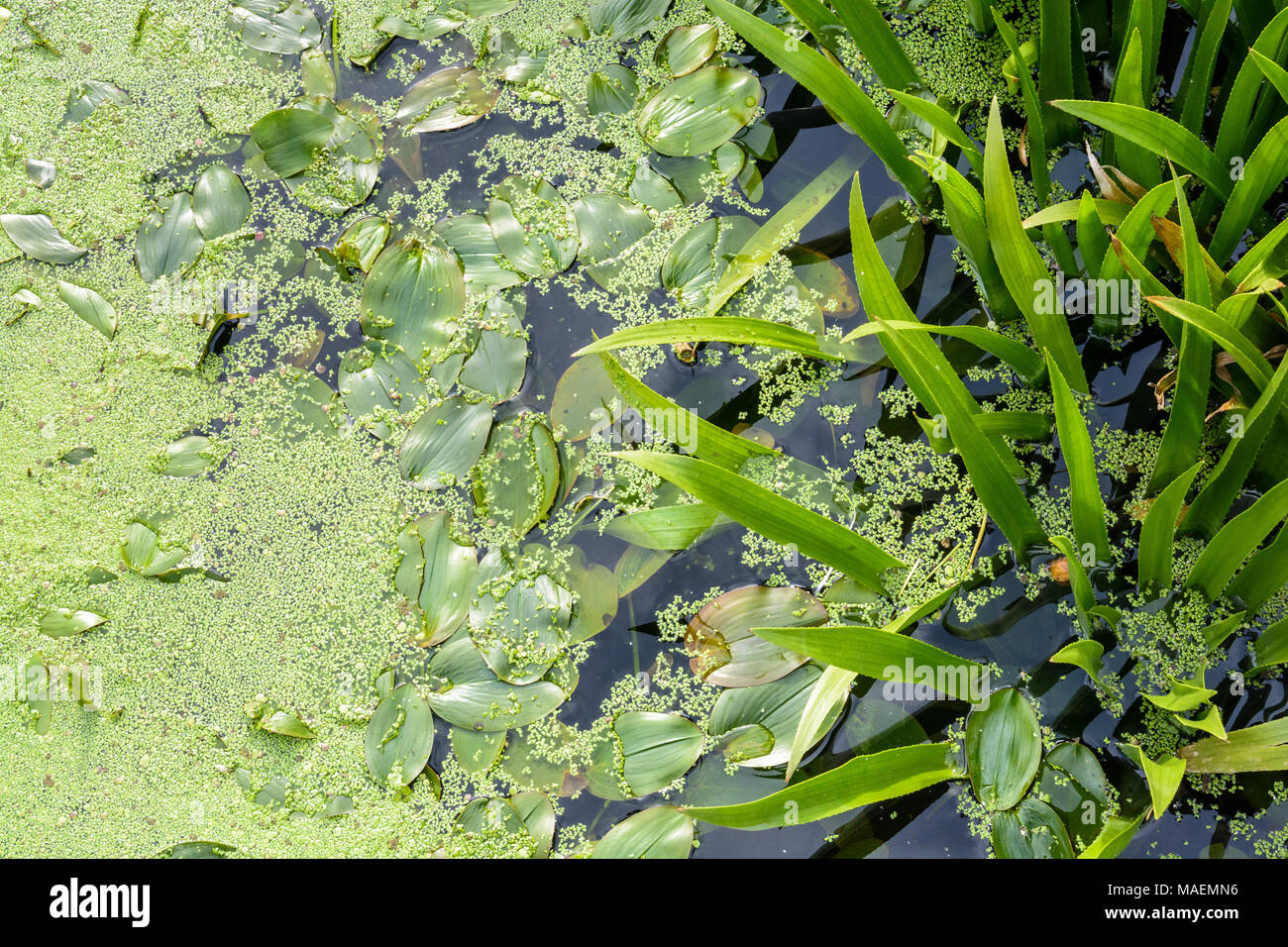 View from above of a typical pond environment comprising duckweed floating on the surface of the water and semi-aquatic plants with elongated and oval Stock Photo