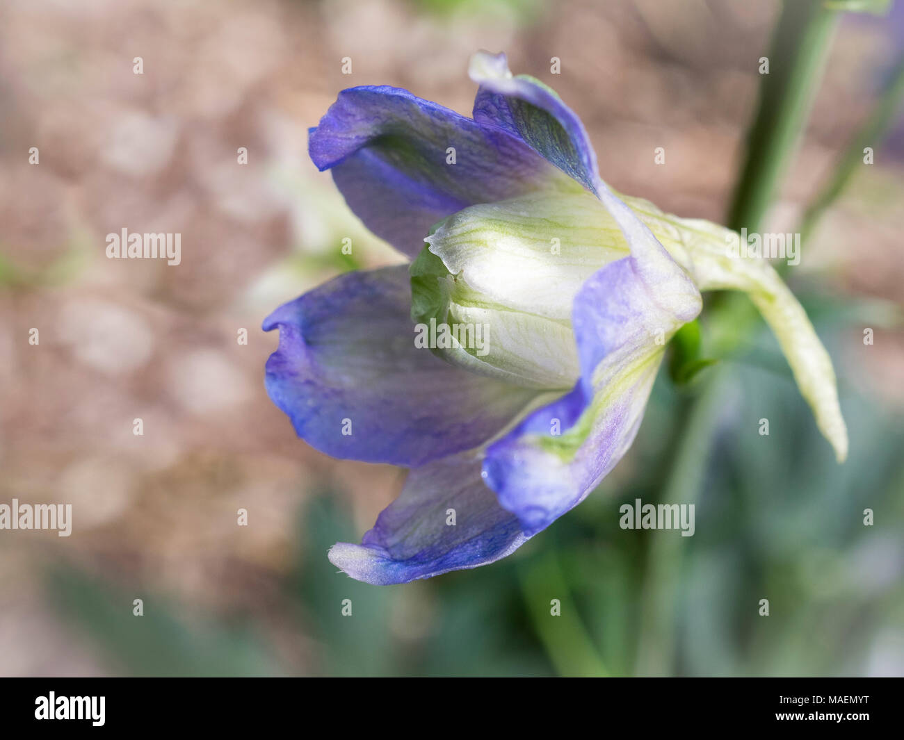 Dwarf stars Delphinium elatum Larkspur flower Stock Photo