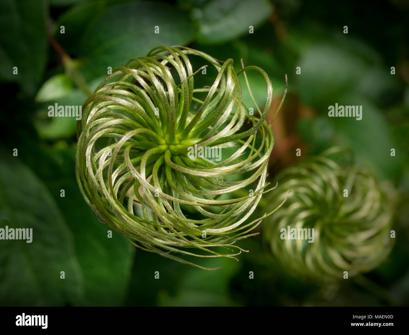 Clematis seed pod Stock Photo - Alamy