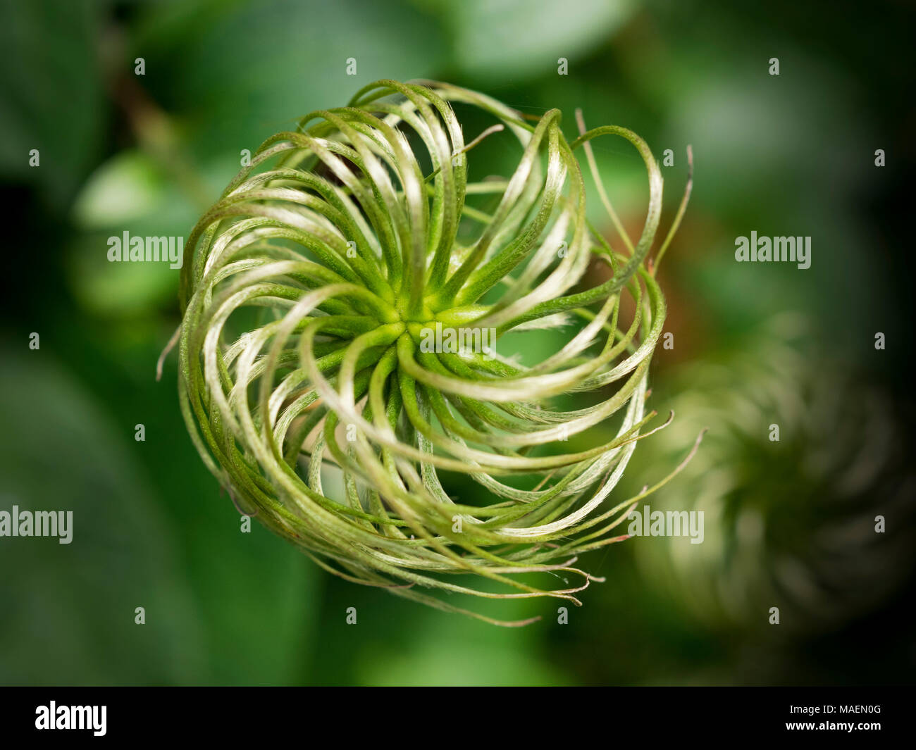 Clematis seed pod Stock Photo - Alamy