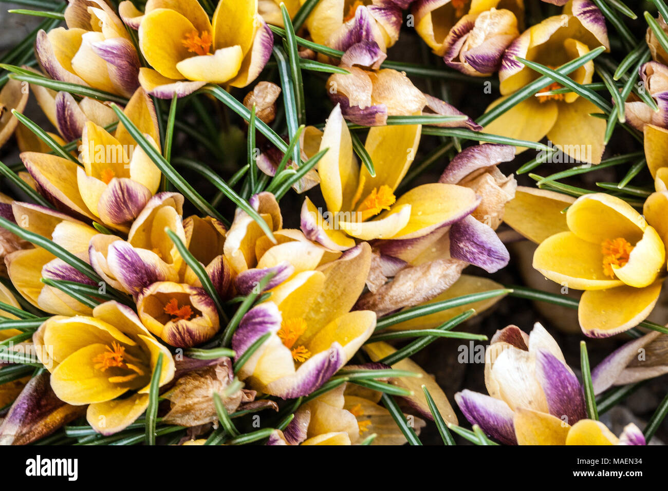 Crocus chrysanthus ' Advance ' Stock Photo