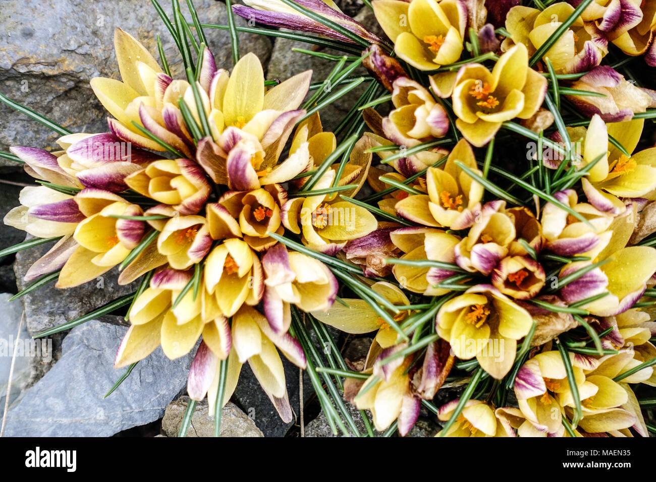 Crocus chrysanthus ' Advance ' Stock Photo