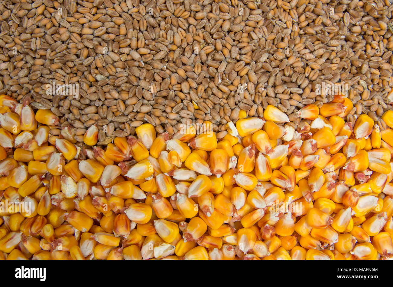 Cereals - wheat and corn Stock Photo