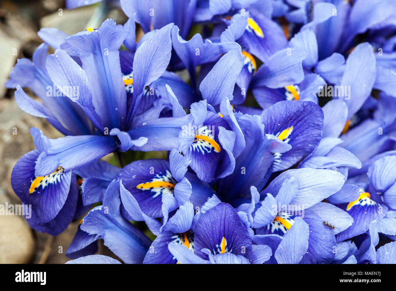 Iris reticulata ' Joyce ', Dwarf irises, blue flowers close up Stock Photo