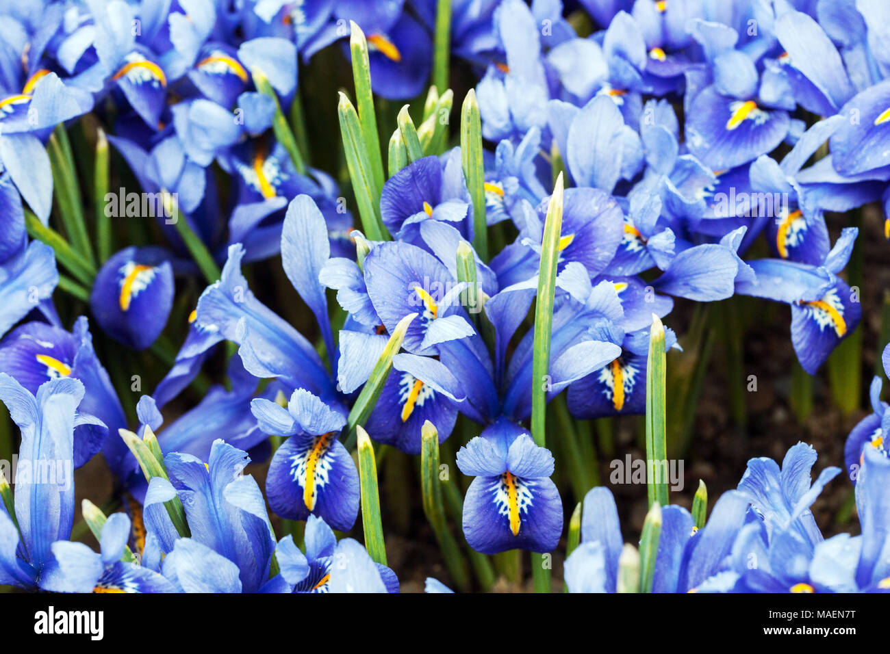 Iris reticulata ' Joyce ', Dwarf irises, blue close up blossoms Stock Photo
