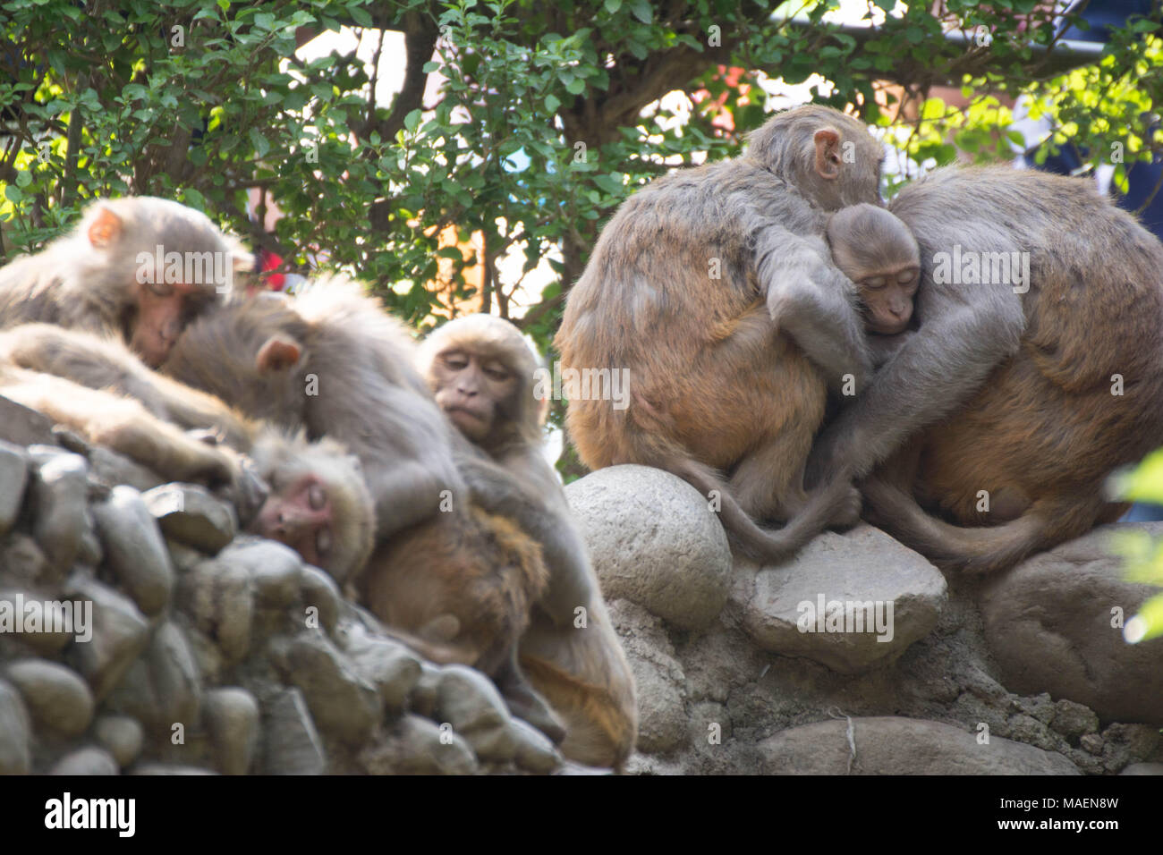 Sleeping monkeys hi-res stock photography and images - Alamy