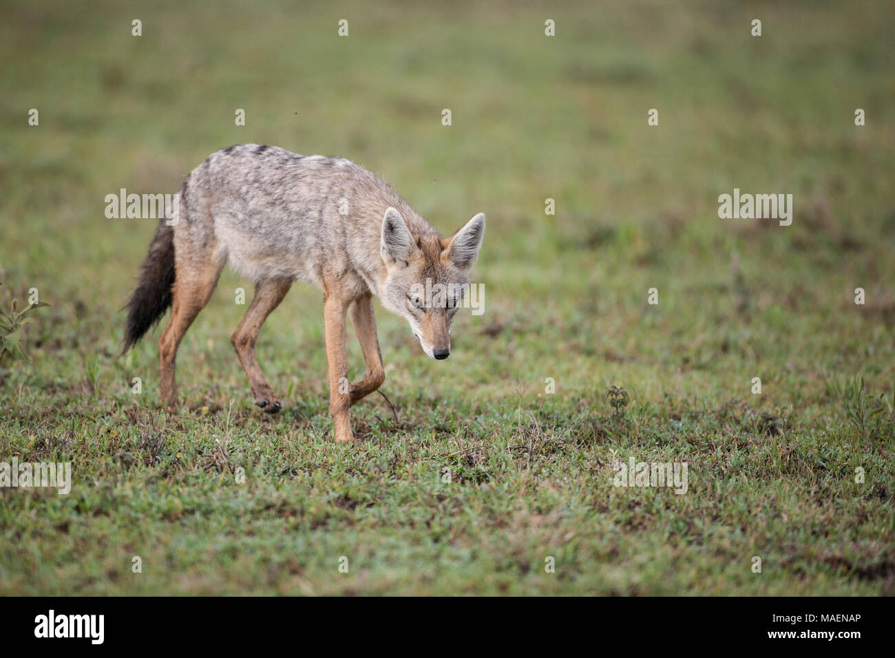 Golden jackal or Common jackal  Canis aureus prowling the open grassland in Tanzania Stock Photo