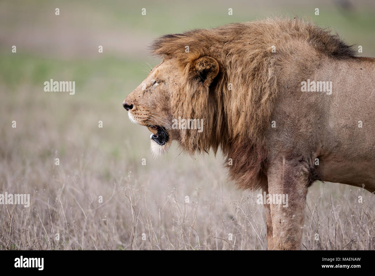 Male lion with mane Panthera leo adopting an aggressive posture to ward off intruders in Tanzania Stock Photo