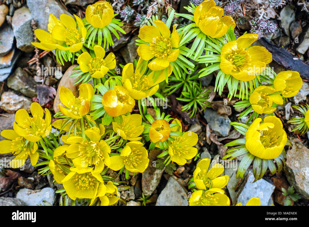 Eranthis hyemalis Cilicica, Winter aconite Spring flowering plant Stock Photo