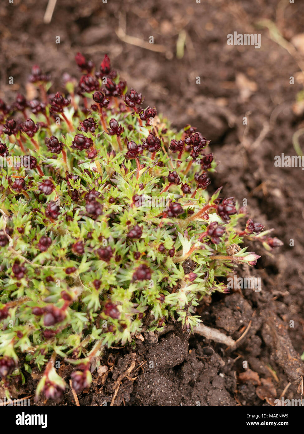 Red saxifraga arendsii in a garden in early spring. Stock Photo
