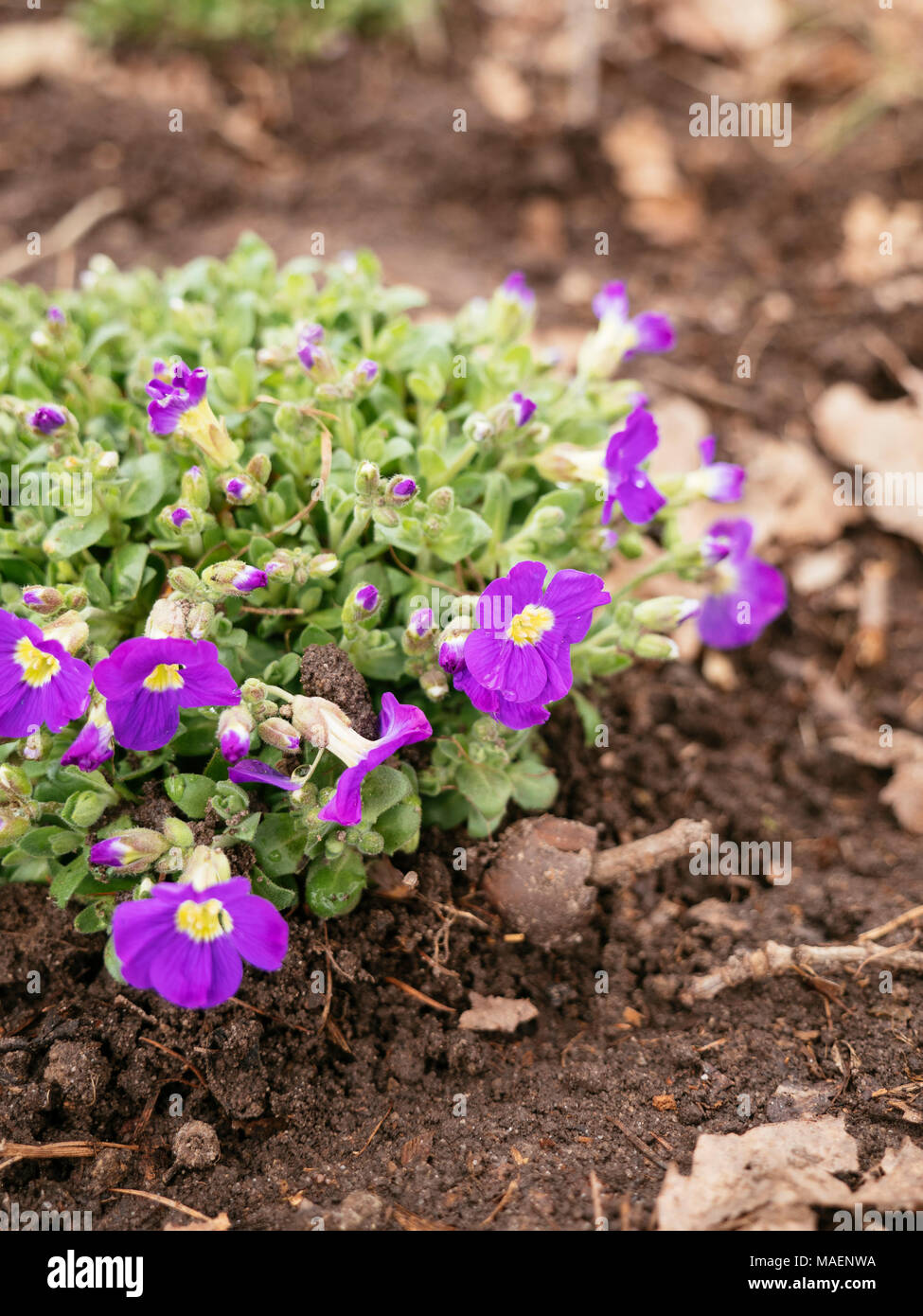 Aubrieta x cultorum 'Kitte' with small violet flowers. Stock Photo