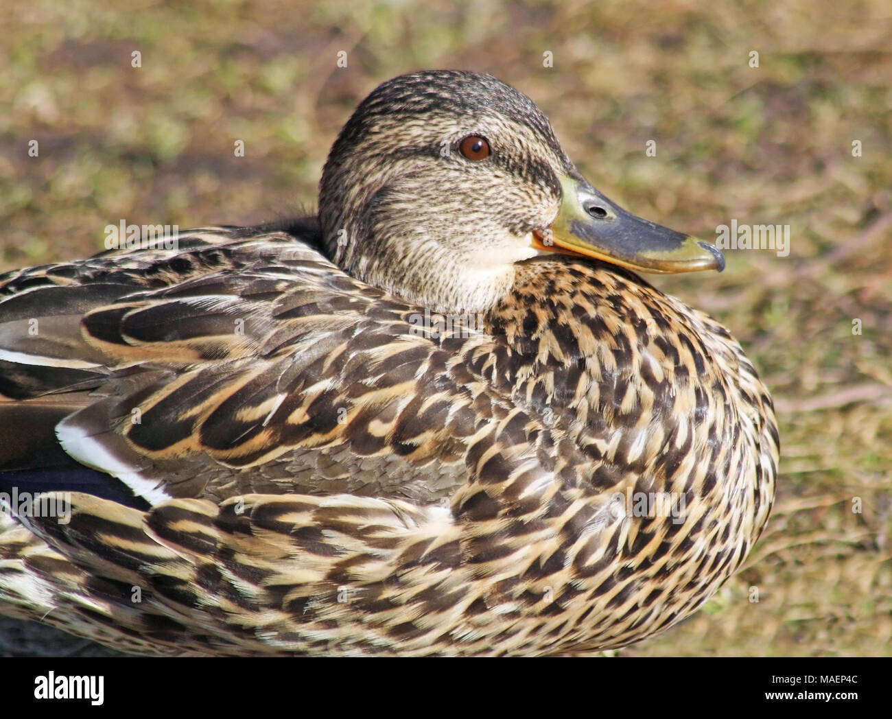 Close up of a nesting Mallard duck female Stock Photo