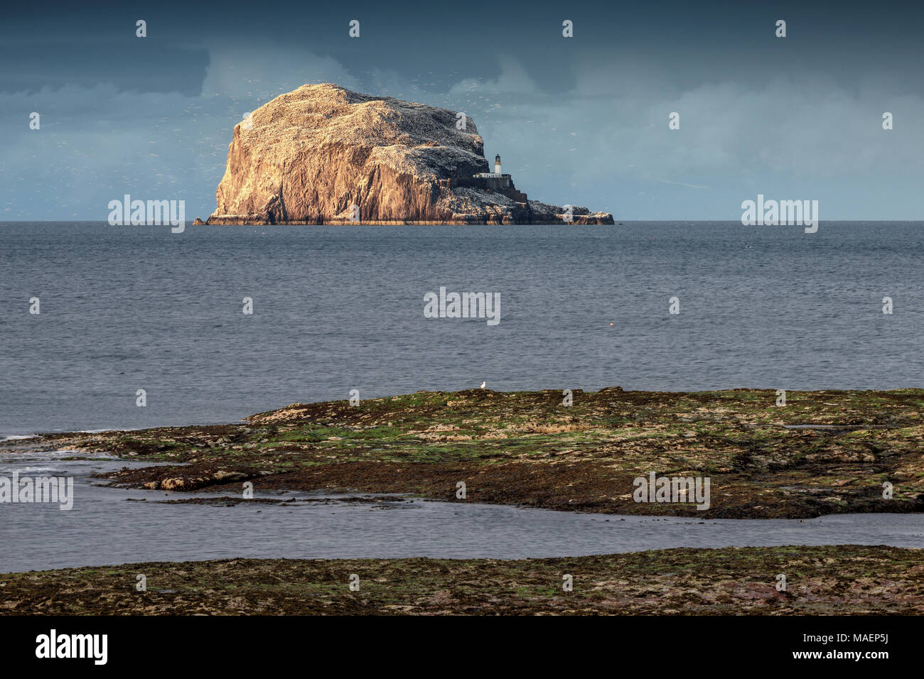 A view from North Berwick of the island of Bass Rock in the Firth of Forth showing nesting gannets. Stock Photo
