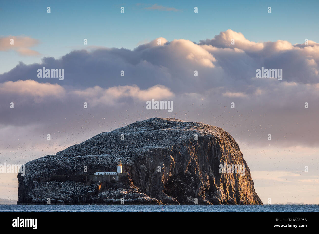 An early morning view from Seacliff of the island of Bass Rock near North Berwick in the Firth of Forth showing nesting gannets Stock Photo