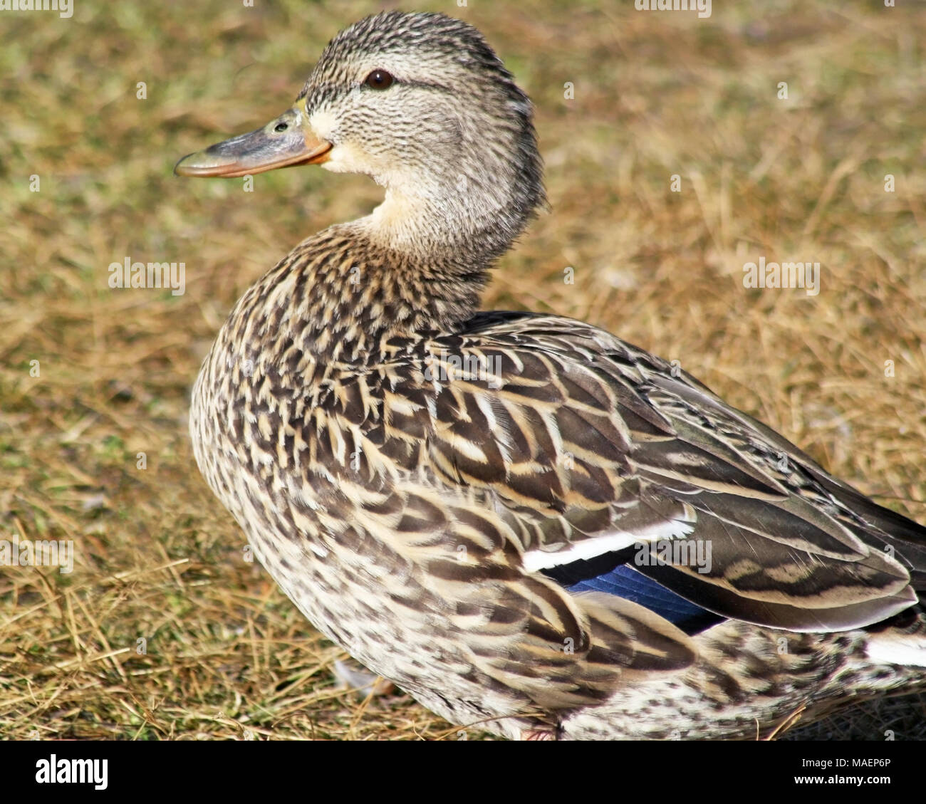 Profile close up of a Mallard Duck female - also called a Hen Stock Photo