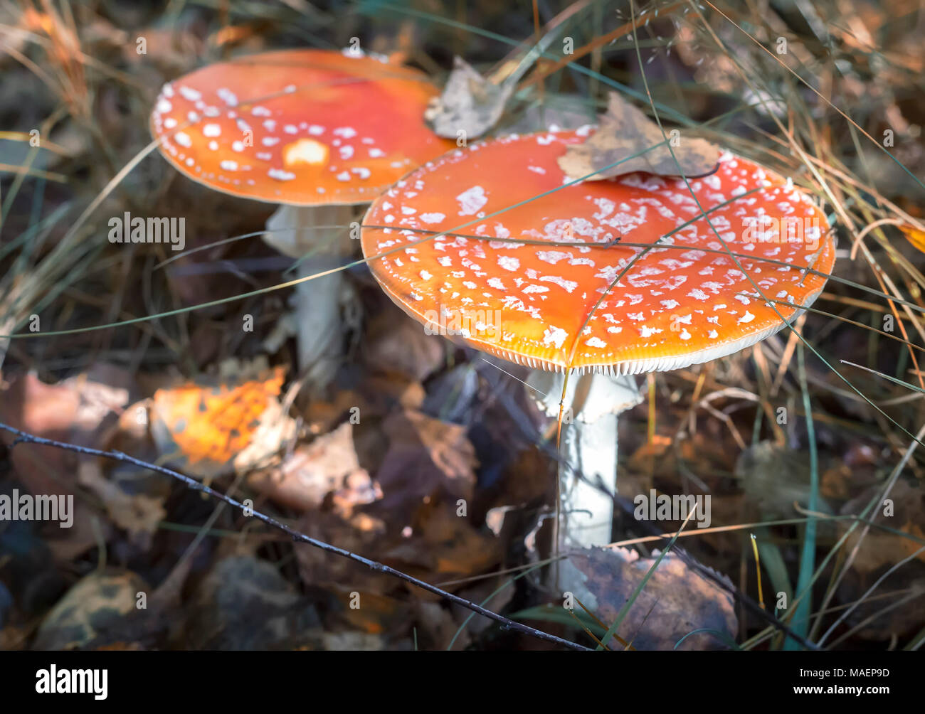 In the woods in a clearing grow mushrooms toadstools. Stock Photo