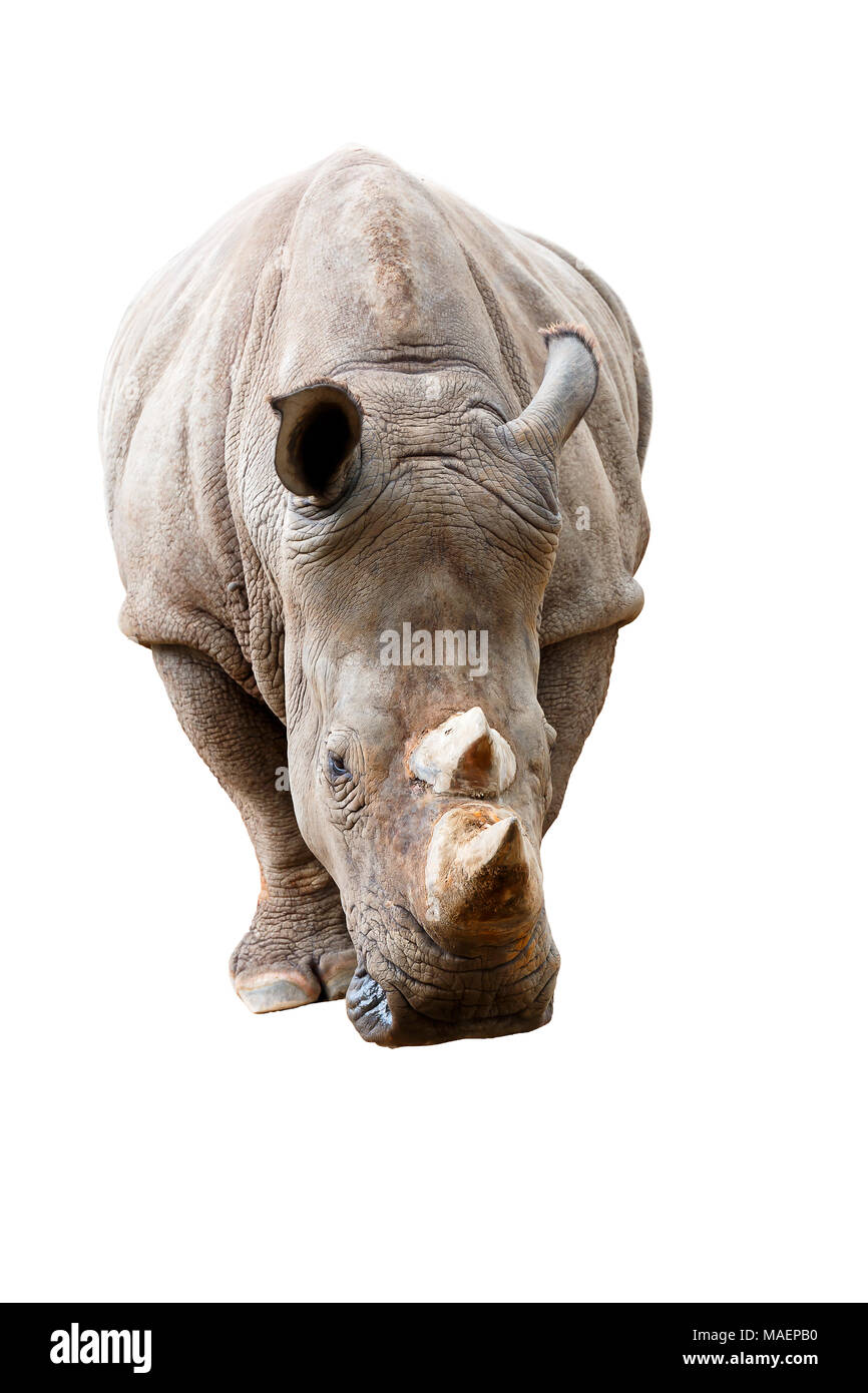 Rhino isolated on white background Stock Photo Alamy