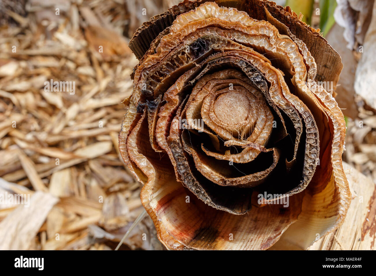 Banana stem hires stock photography and images Alamy