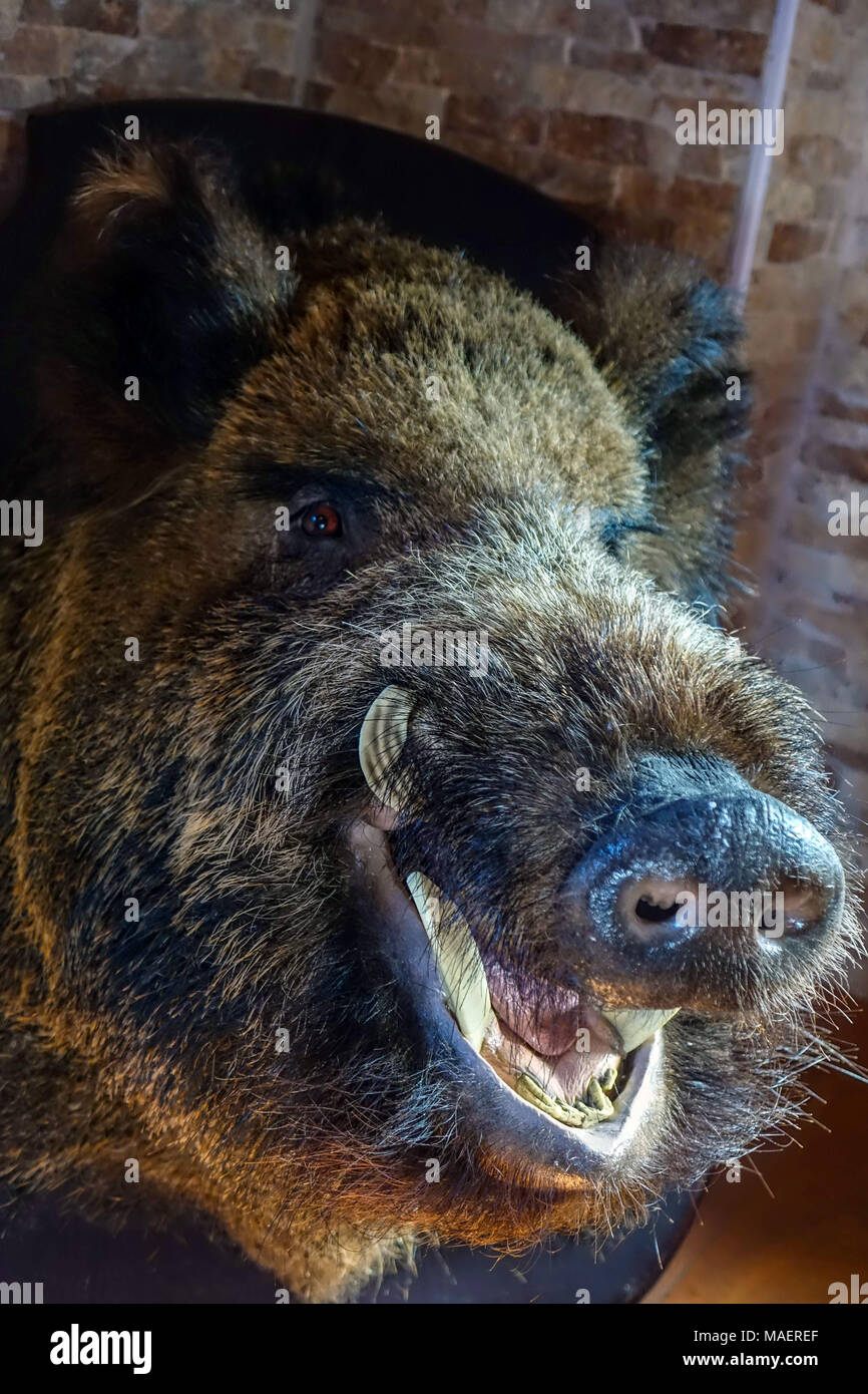 wild boar head with tusks mounted on board, hunting trophy Stock Photo