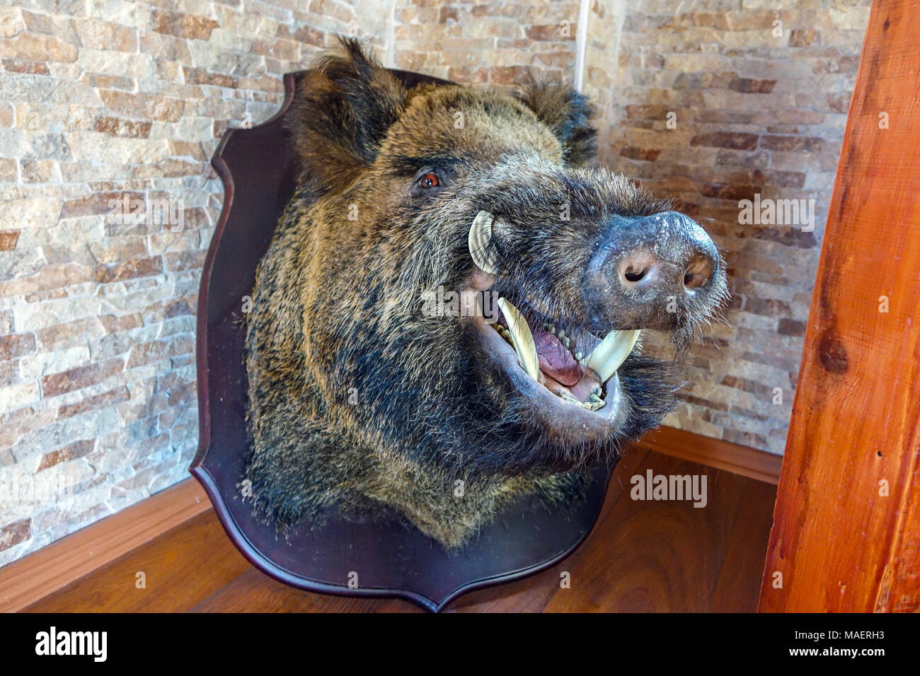 wild boar head with tusks mounted on board, hunting trophy Stock Photo