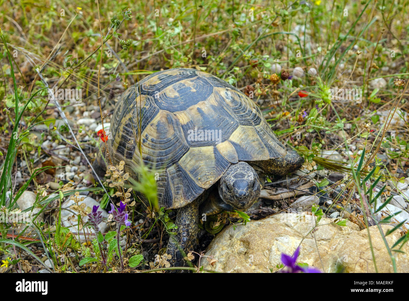 Common Tortoise (Testudo graeca) Greek tortoise, or spur-thighed tortoise amongs tgrass and flowers Stock Photo