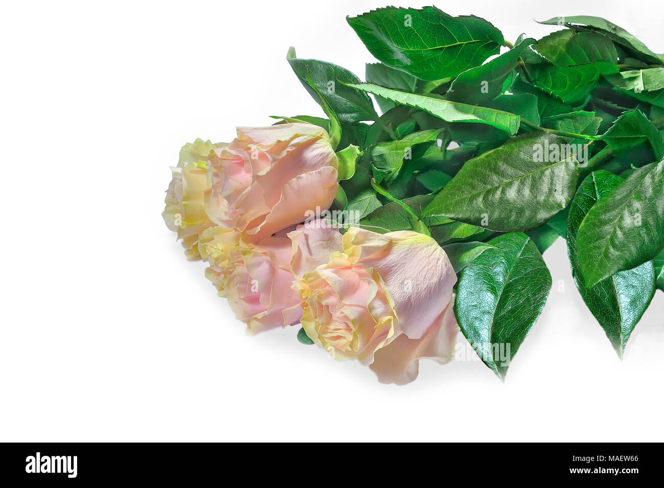 Beautiful bouquet of delicate pale pink roses with yellow tint and green leaves isolated on white - festive floral background Stock Photo