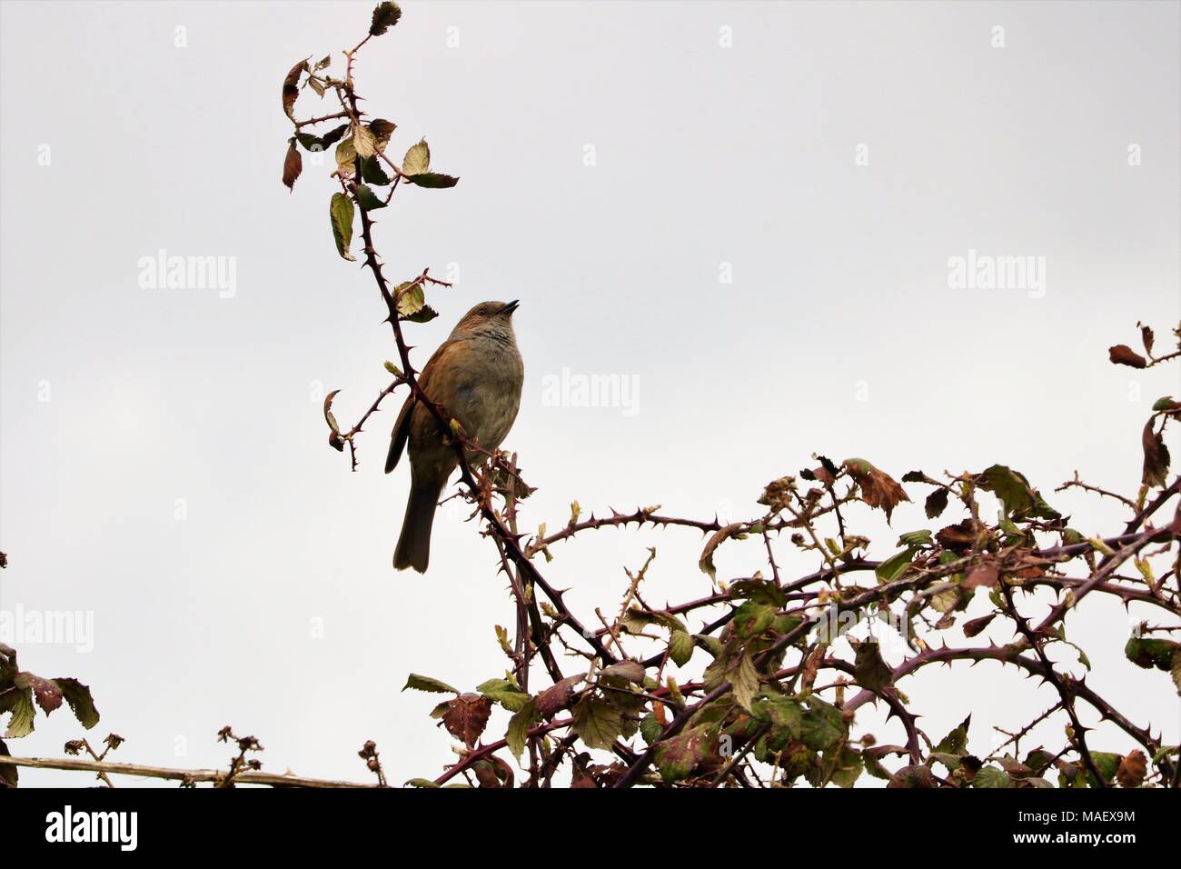 Dunnock / Hedge Sparrow perched on a branch against a cloudy white sky Stock Photo