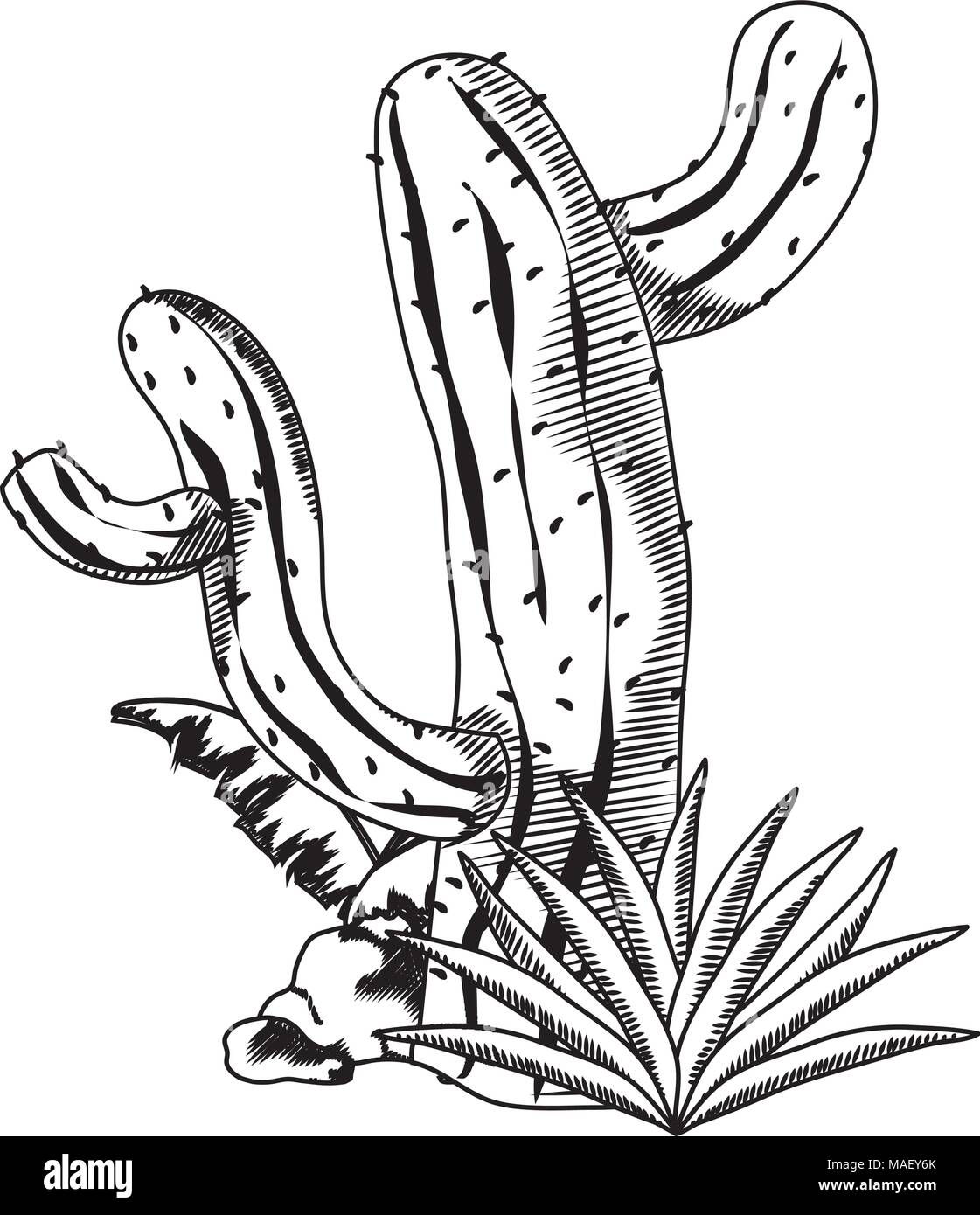 line nature desert cactus with avaceas plant vector illustration Stock ...