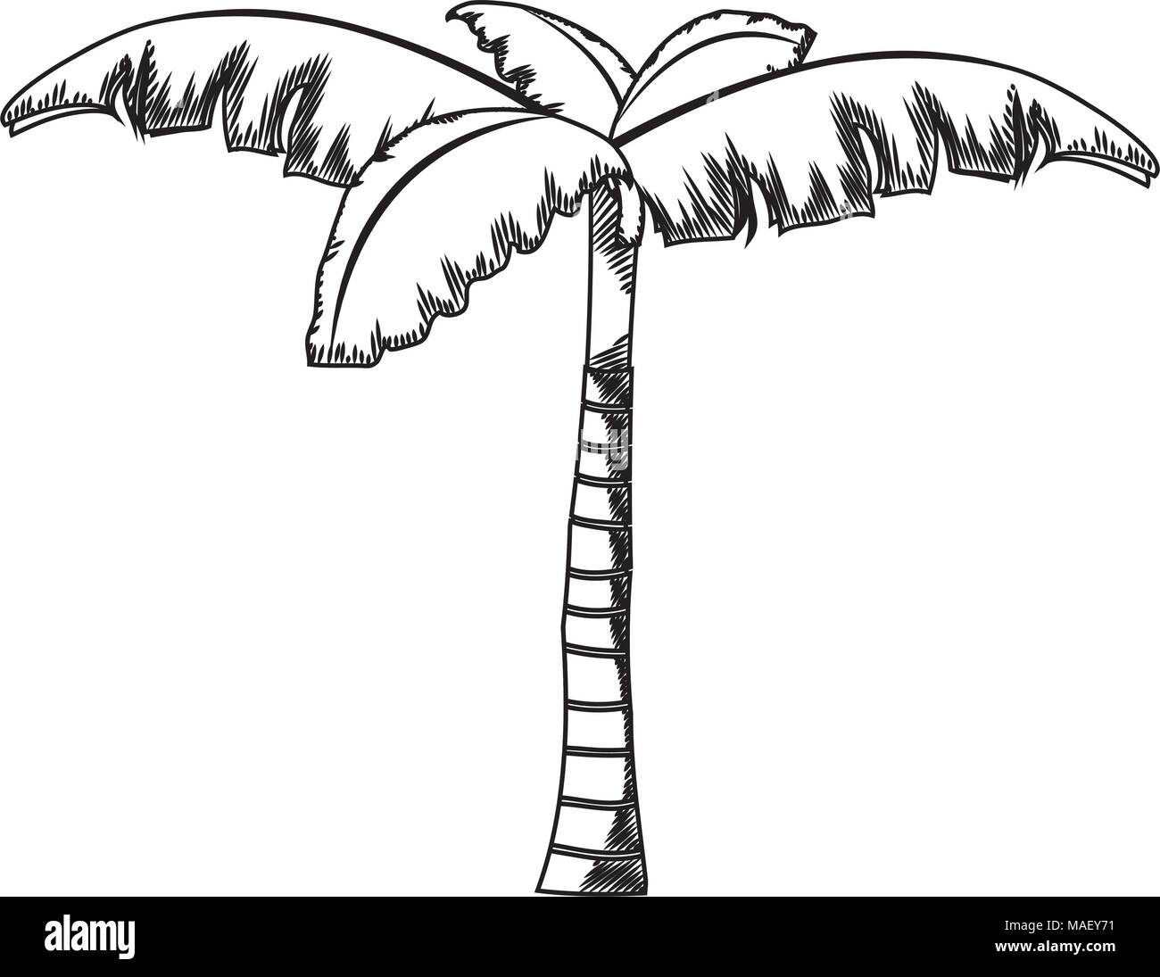 line tropical palm tree with natural design vector illustration Stock Vector