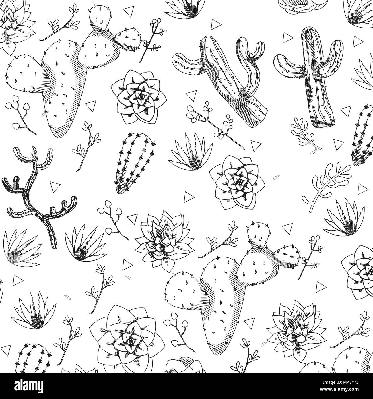 line cactus flowers and avaceas with sedum pachyphyllum background vector illustration Stock