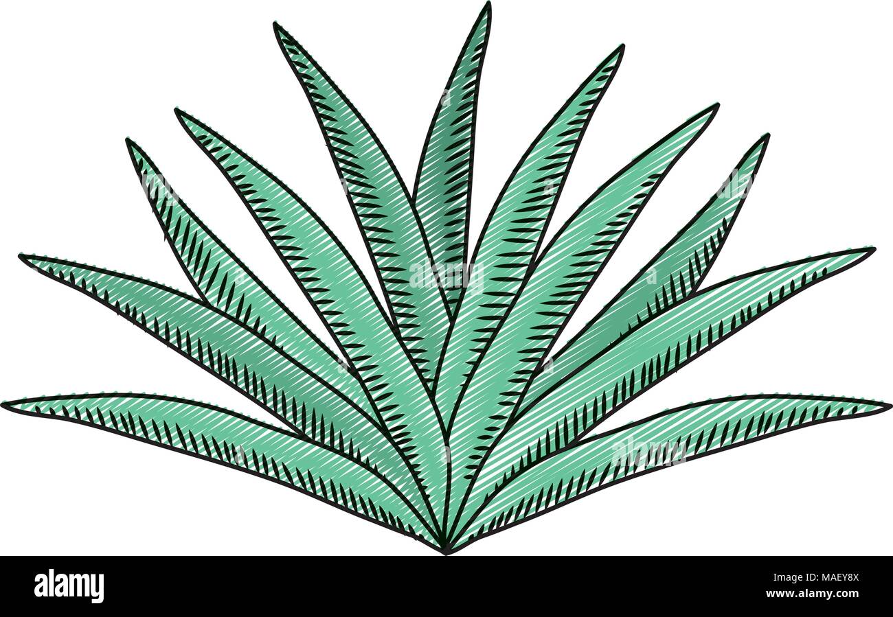 doodle desert avaceas nature plant design vector illustration Stock ...