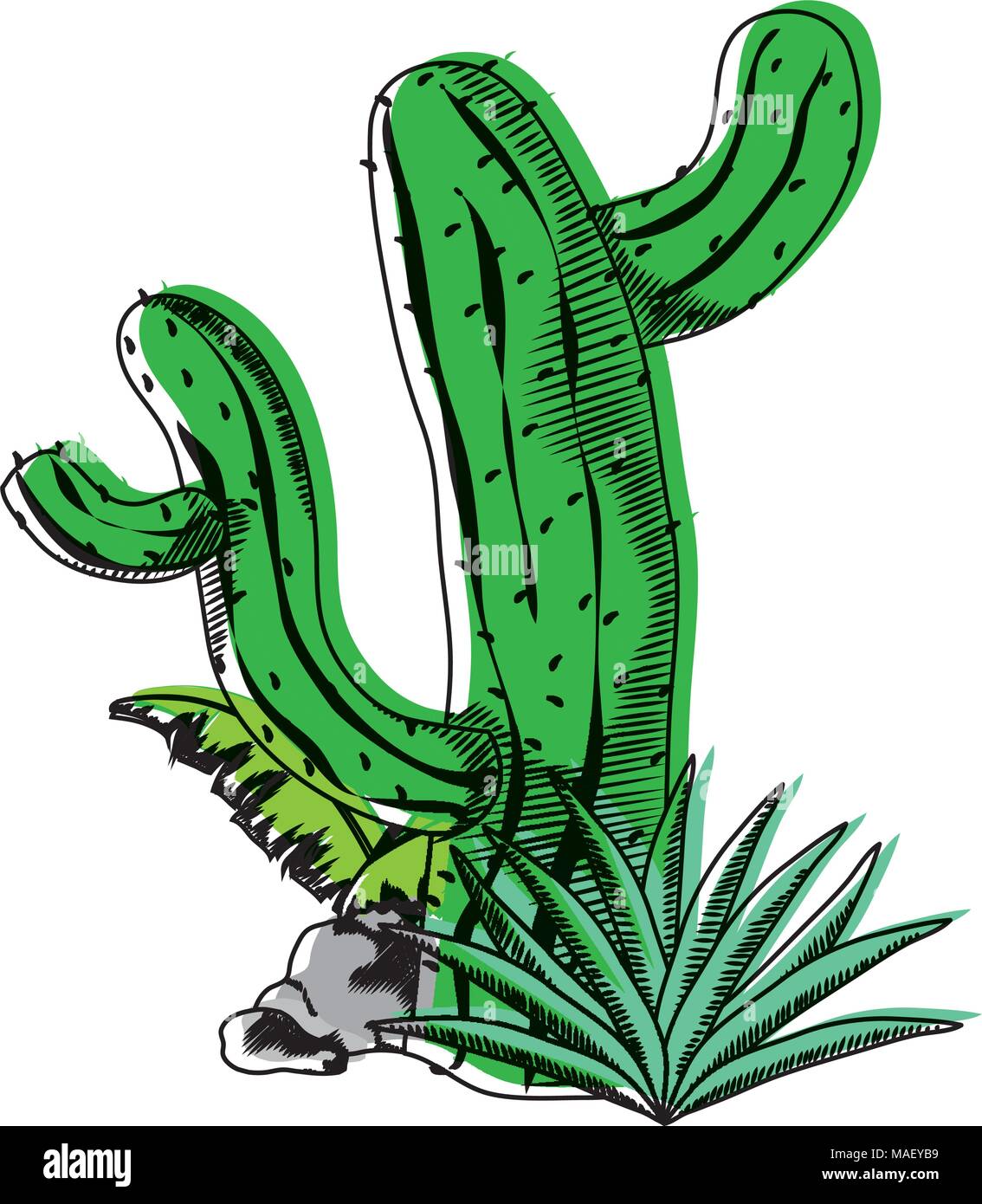 moved color nature desert cactus with avaceas plant vector illustration ...