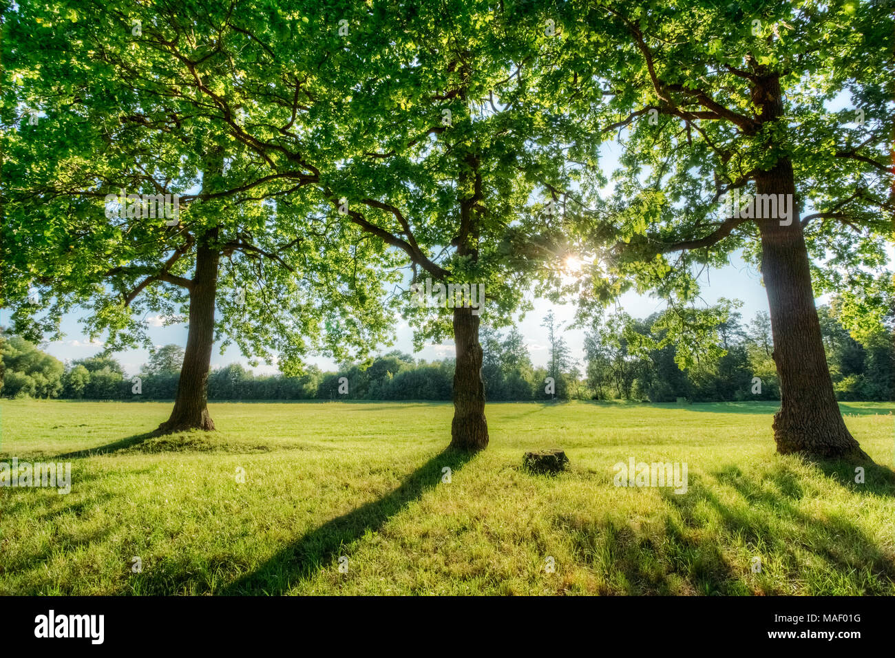 Trees of an oak with the sun in branches with green foliage in the ...