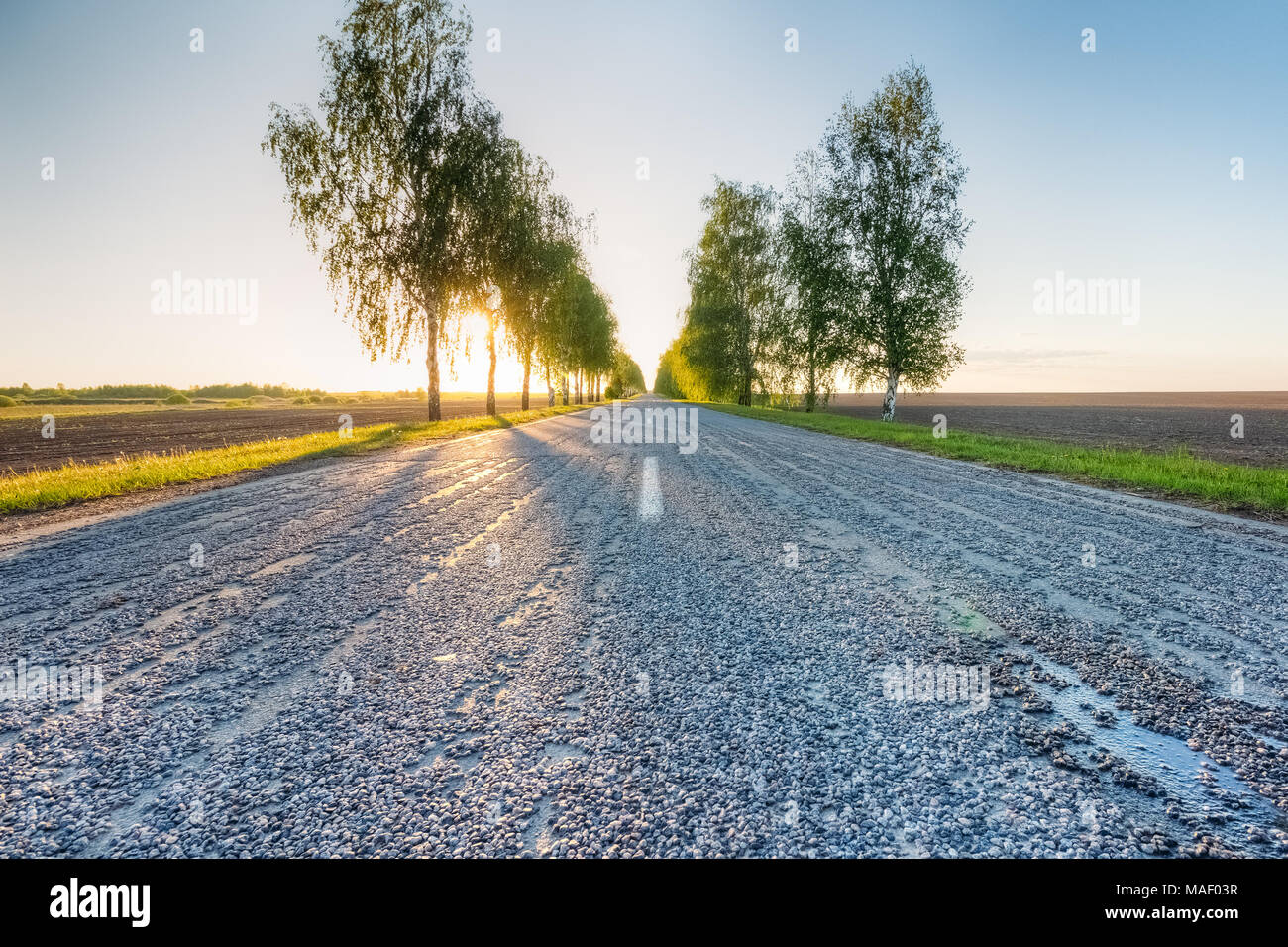 Asphalt road at sunset along the roadsides of which young birch trees grow Stock Photo
