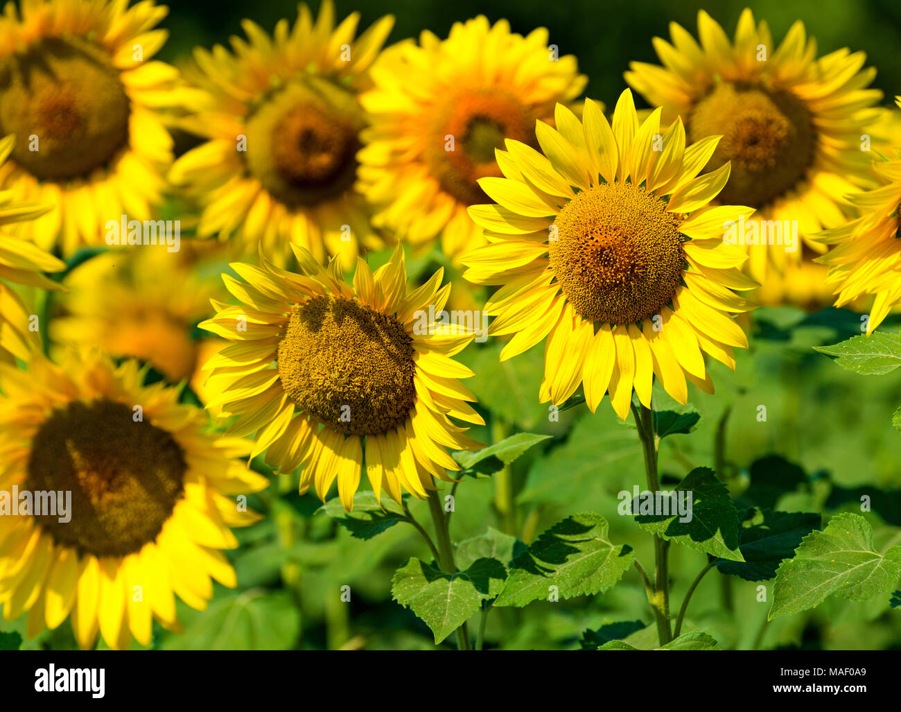Agriculture stock image - Field of Sunflower Stock Photo - Alamy