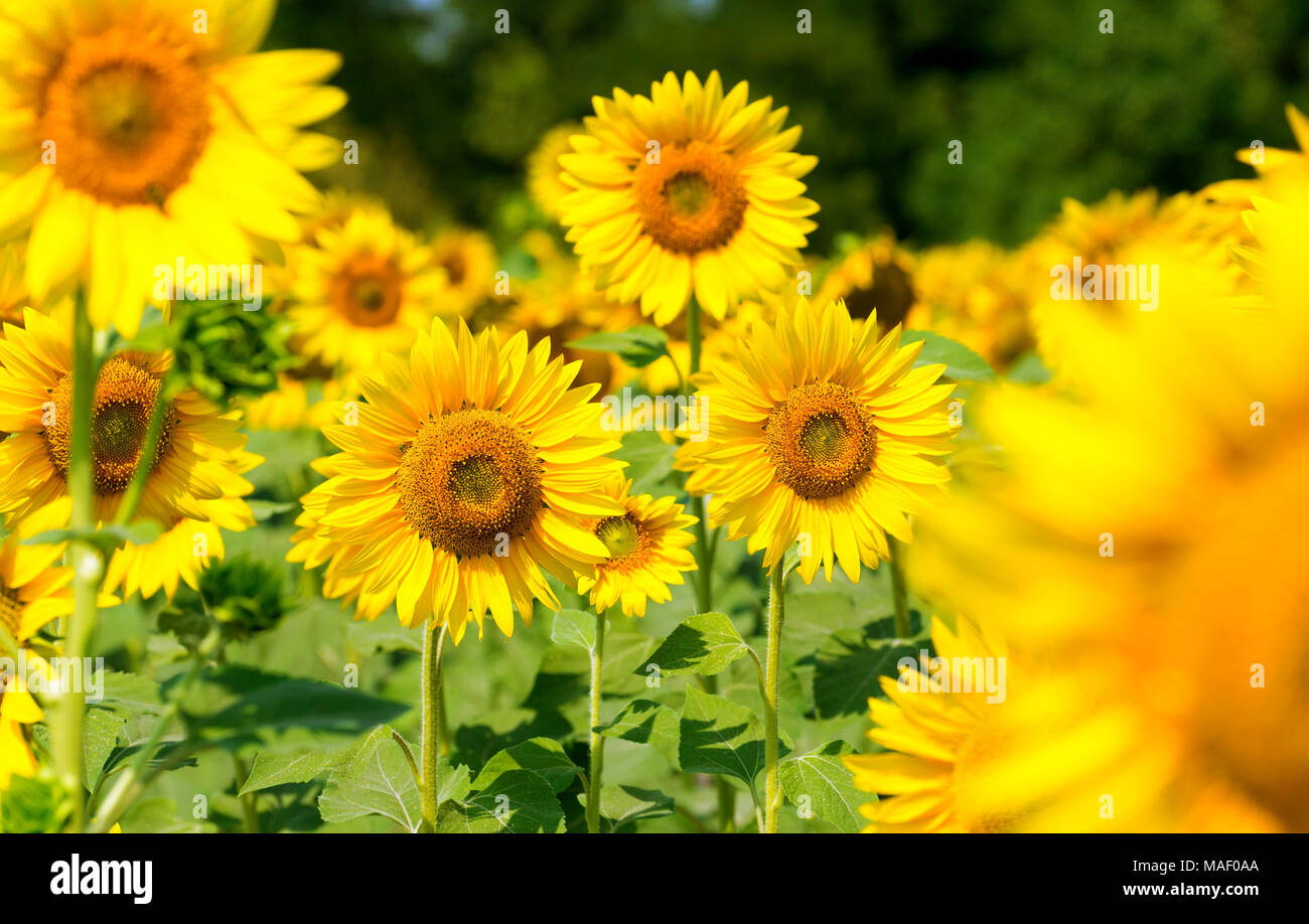 Agriculture stock image - Field of Sunflower Stock Photo - Alamy