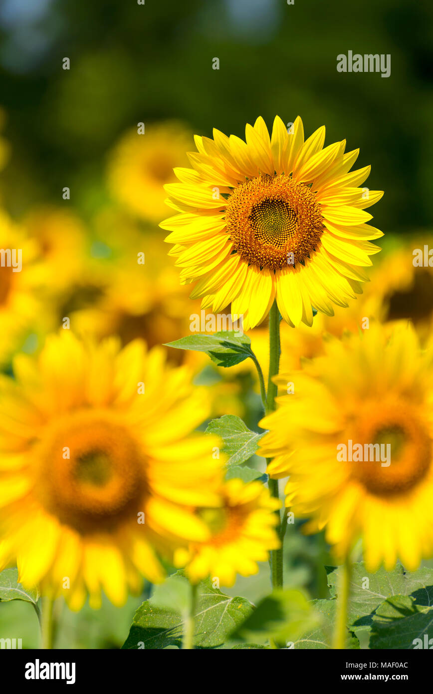 Agriculture stock image - Field of Sunflower Stock Photo - Alamy