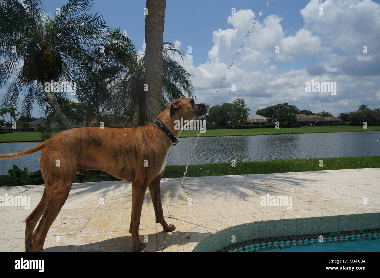Dog drinks water on a hot day - Florida Stock Photo