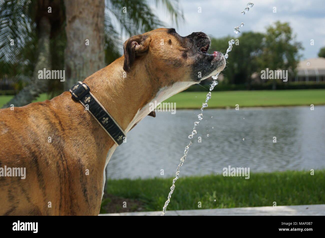 Dog drinks water on a hot day - Florida Stock Photo