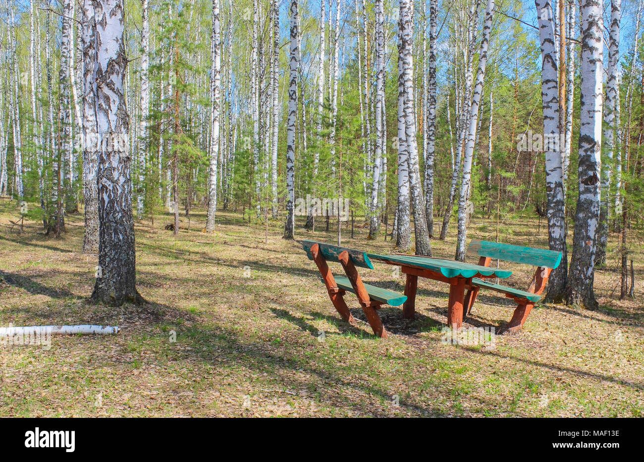 Picnic area in a forest clearing among the birch grove Stock Photo