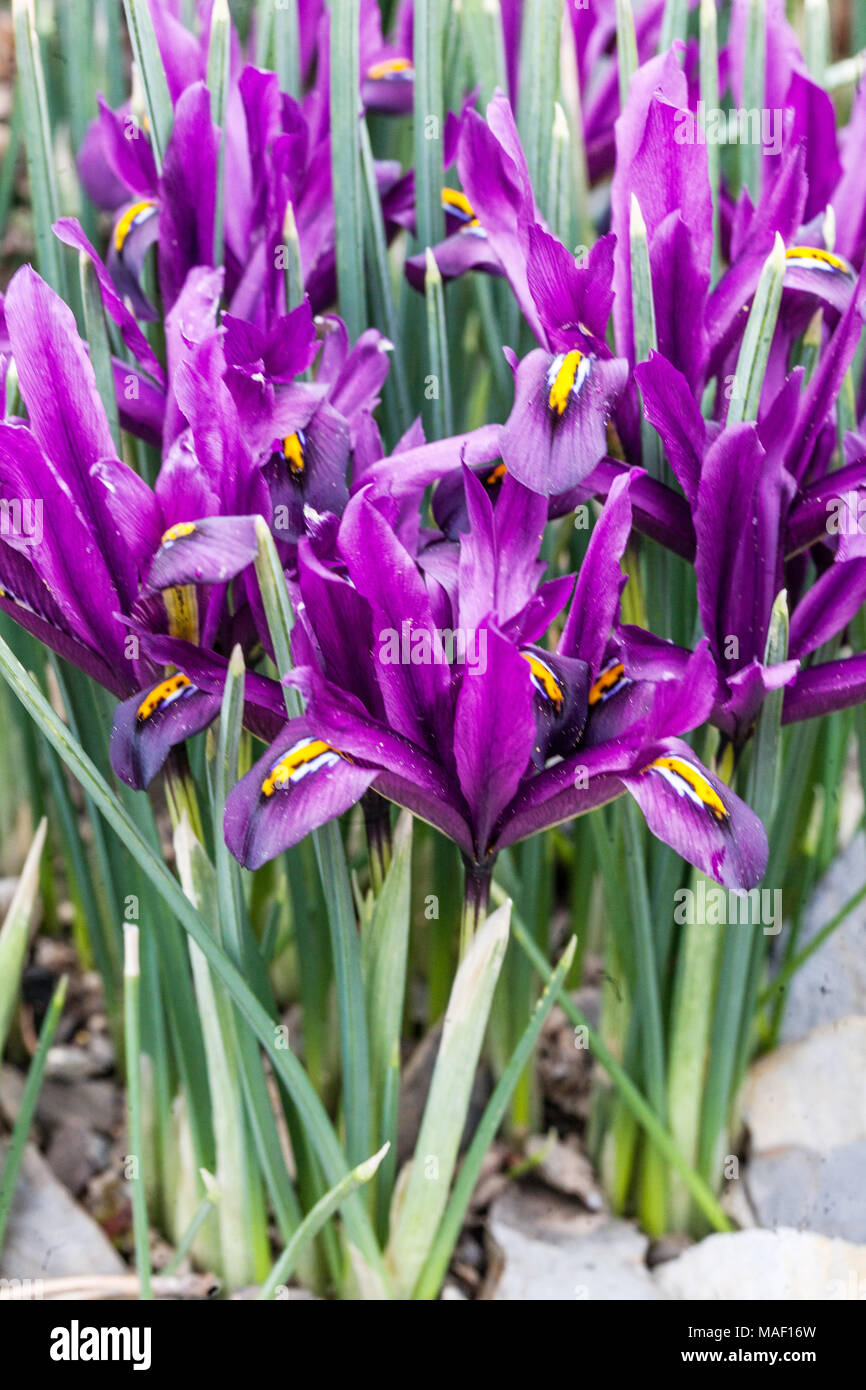 Iris reticulata ' J.S. Dijt '. Group purple irises Stock Photo