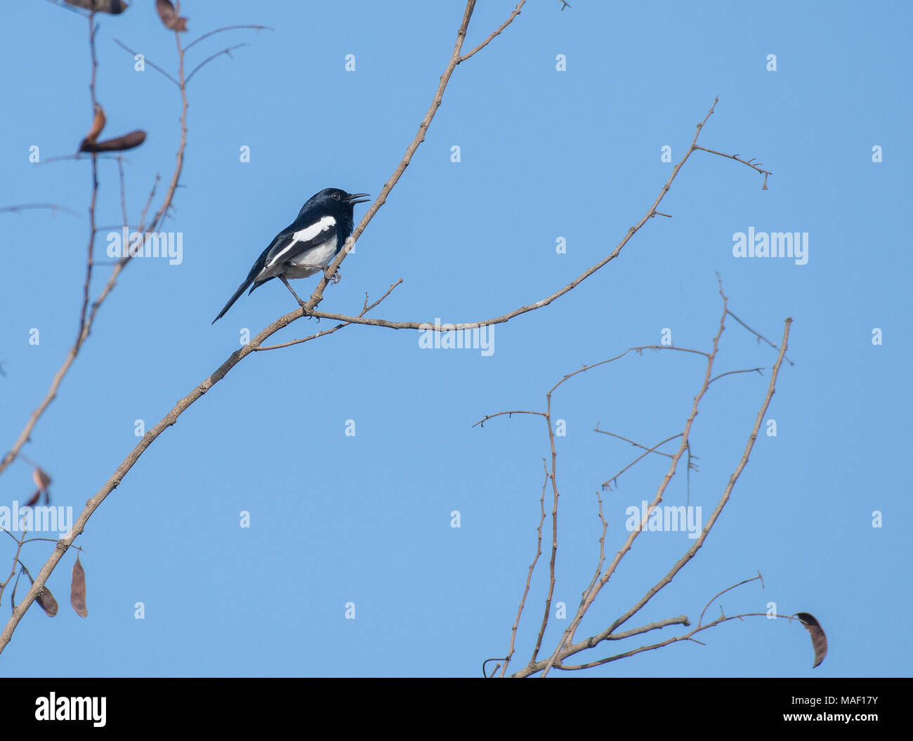 Portrait of a Oriental  Magpie Robin Perched on a Branch Stock Photo