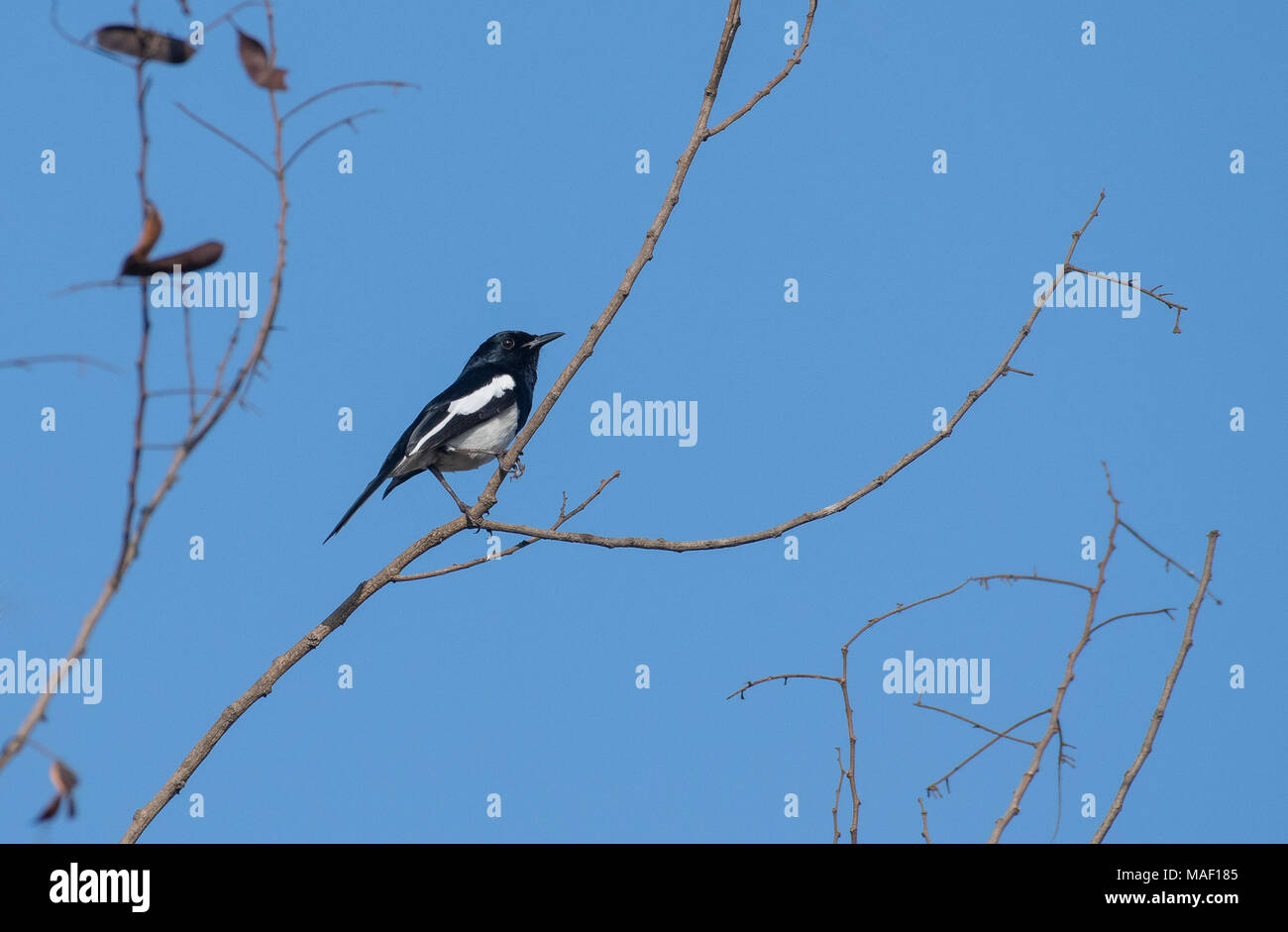 Portrait of a Oriental  Magpie Robin Perched on a Branch Stock Photo